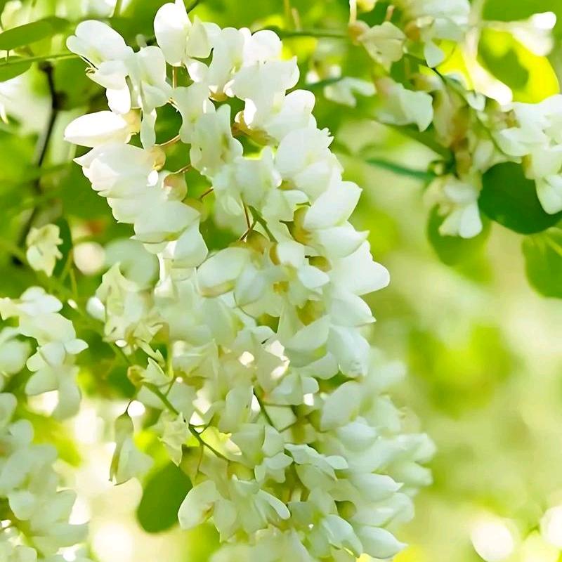 ζั͡ޓއއއ槐花