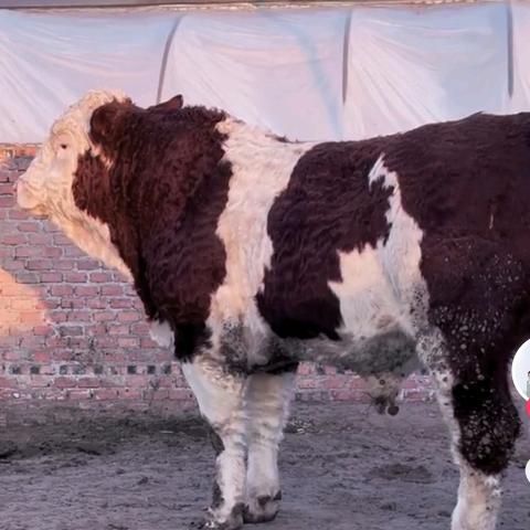 贵州牛市（经纪人）牛牛小夏🐮🐮