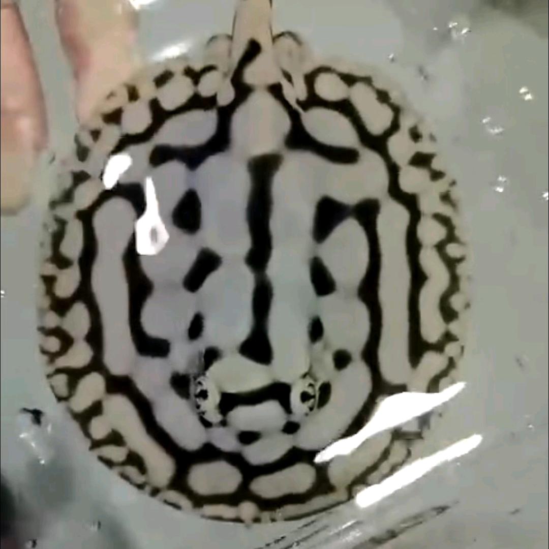 男神熊猫