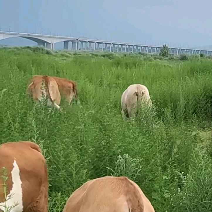宜城养牛