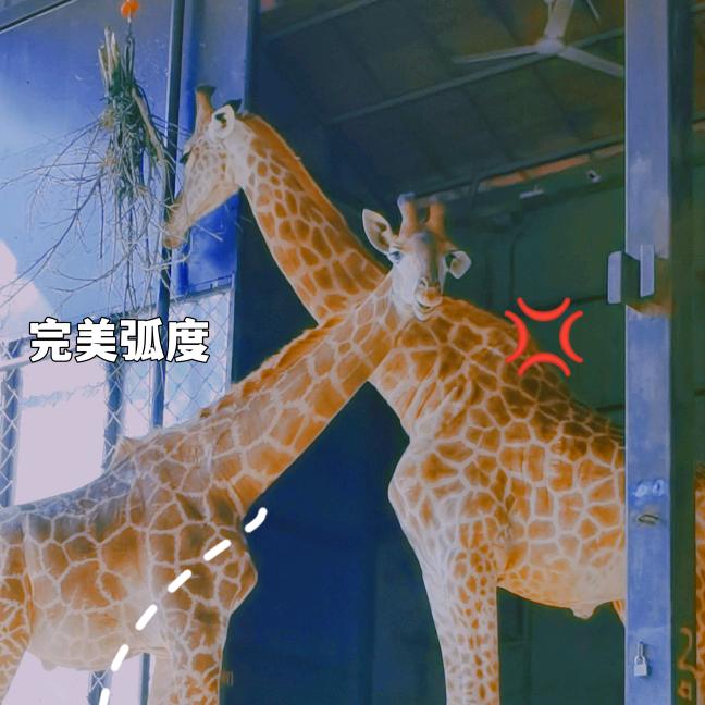 Lucyᰔᩚ露茜🦌