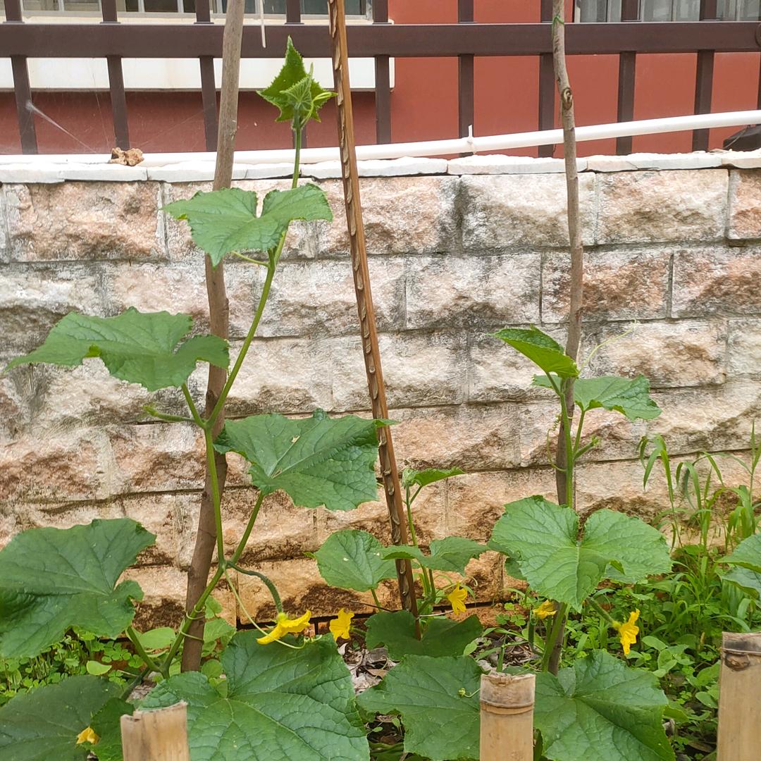 李奶奶日常转发👵