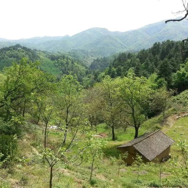 洪哥