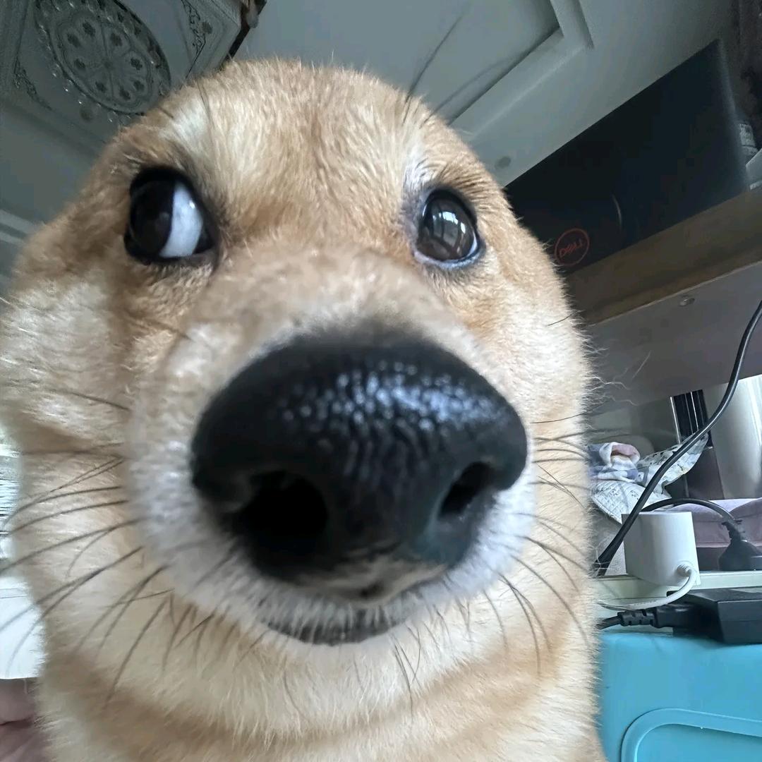 秦舒欣