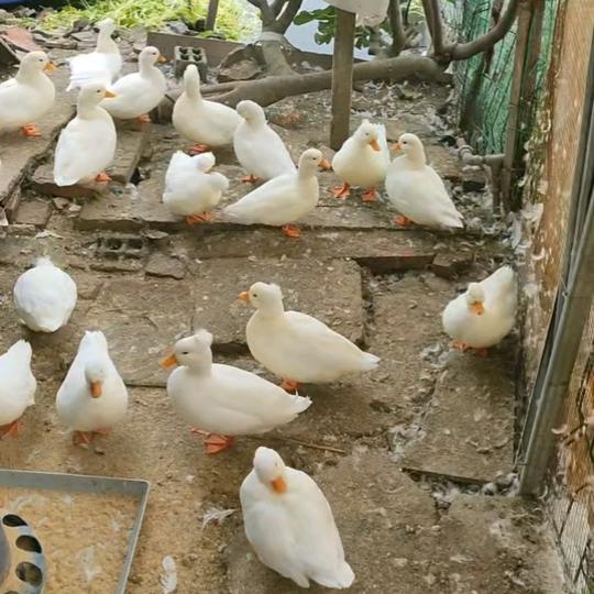 院里的无花果熟了