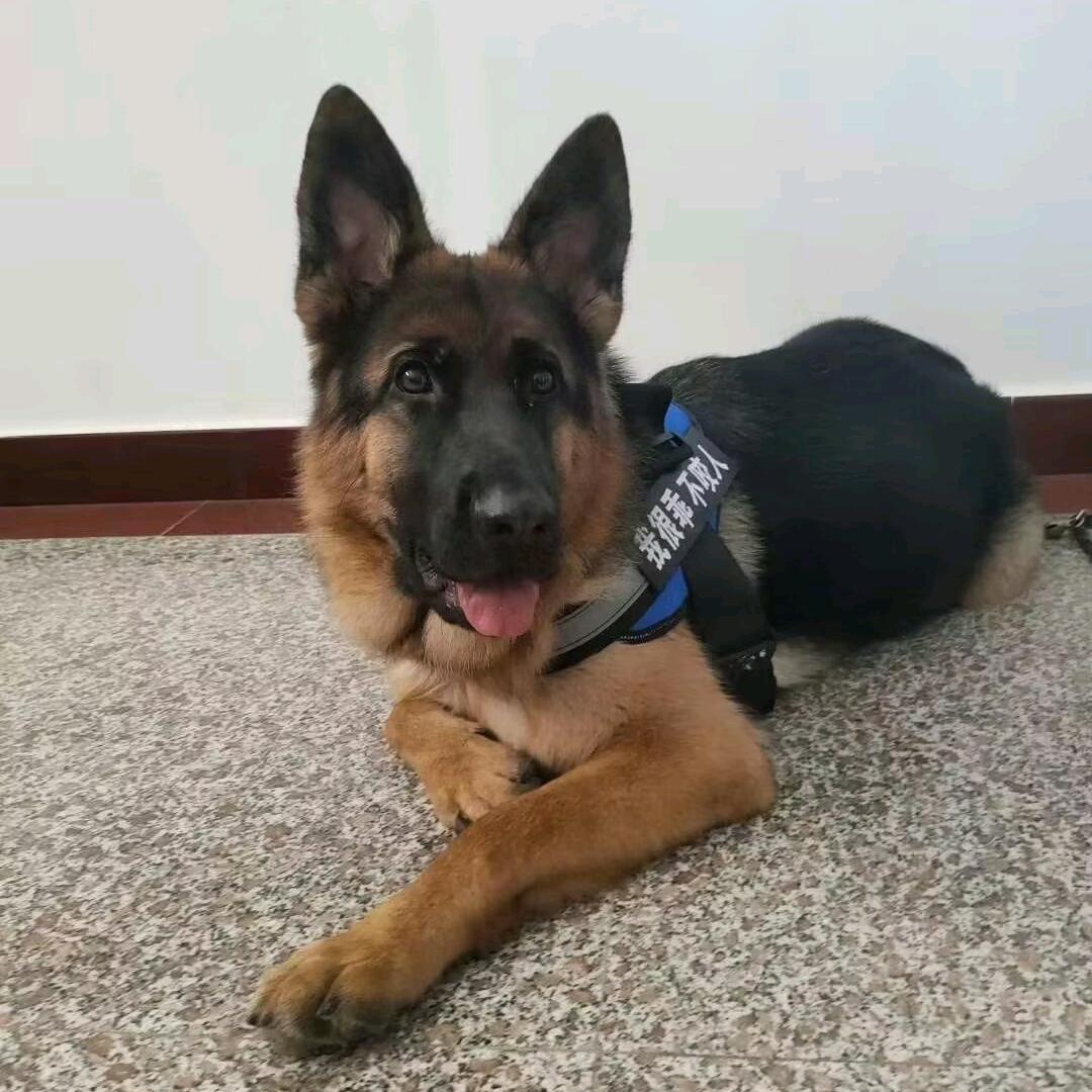 爱宠多多🐶❤🍎