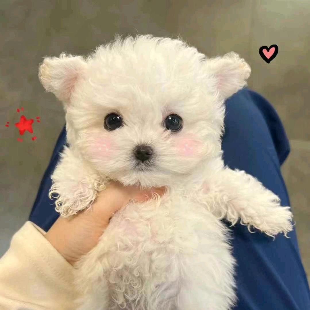 布丁🍮奶茶🧋