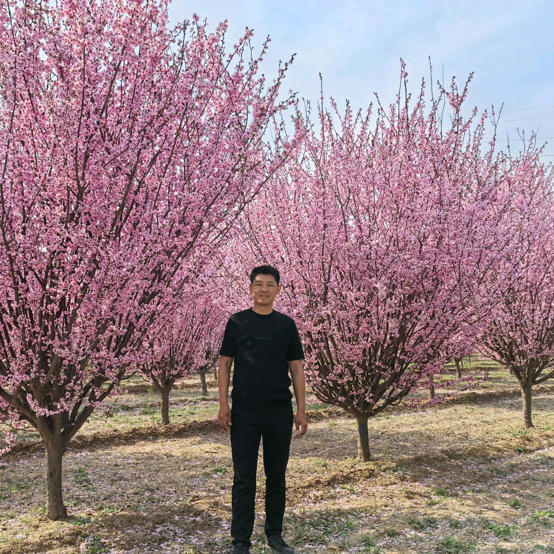 菏泽润景园林千亩种植基地