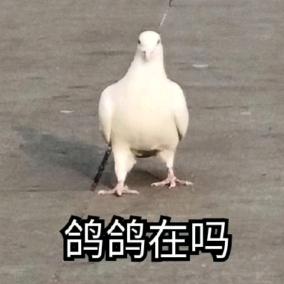 咕咕鸽我是谁呀
