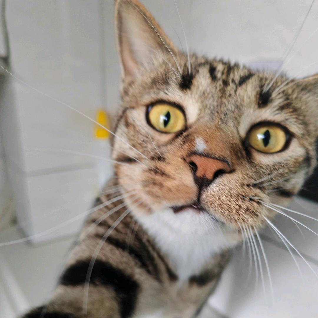 九月的梨花🐈🐈