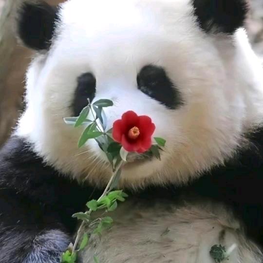 佛系♥芍药兔