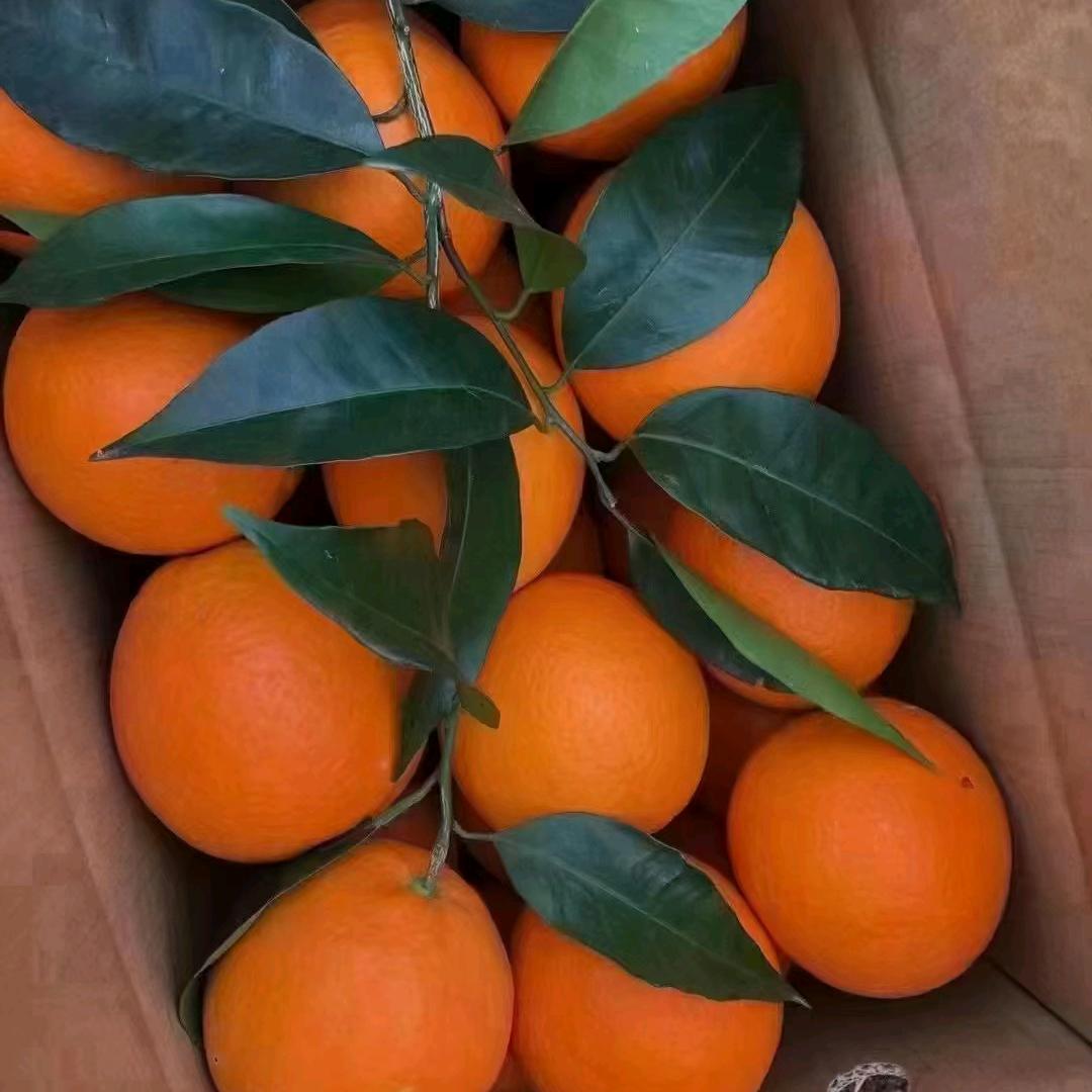 农夫🍊🍊🍊
