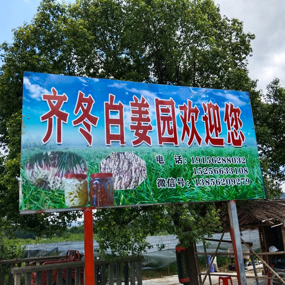 铜陵董店齐冬白姜