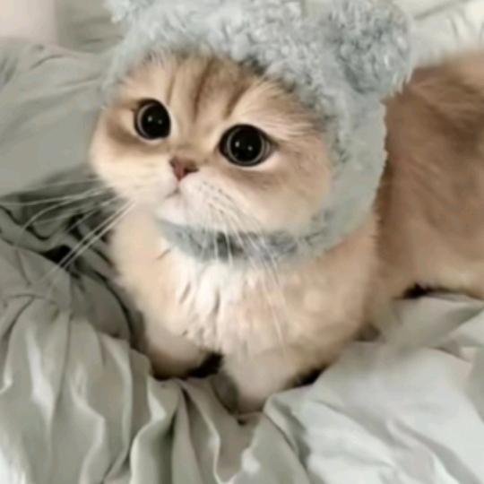 核桃小妹