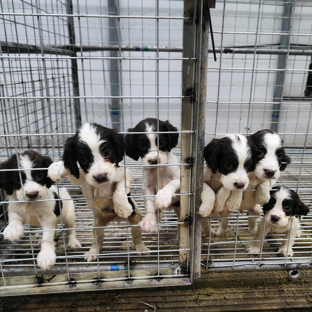 小胖名犬繁殖犬舍