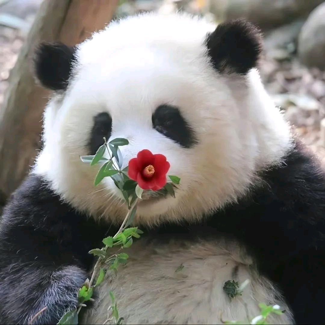 努力的熊
