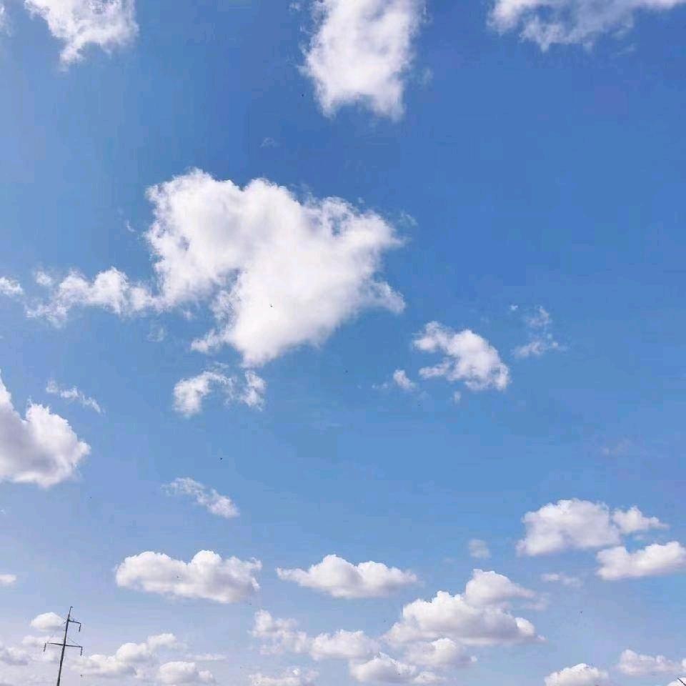 野猪王