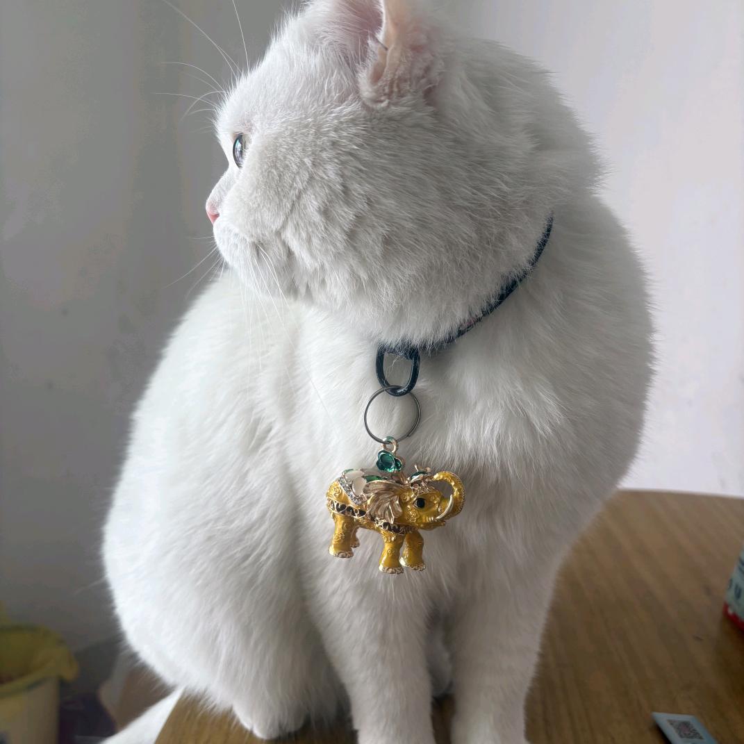 飞飞