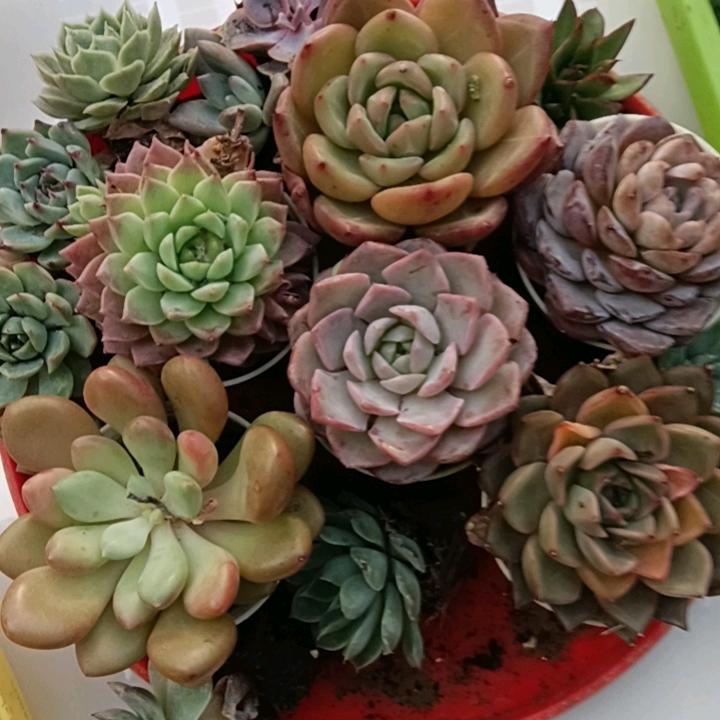 阿拉善左旗香居人家官方号