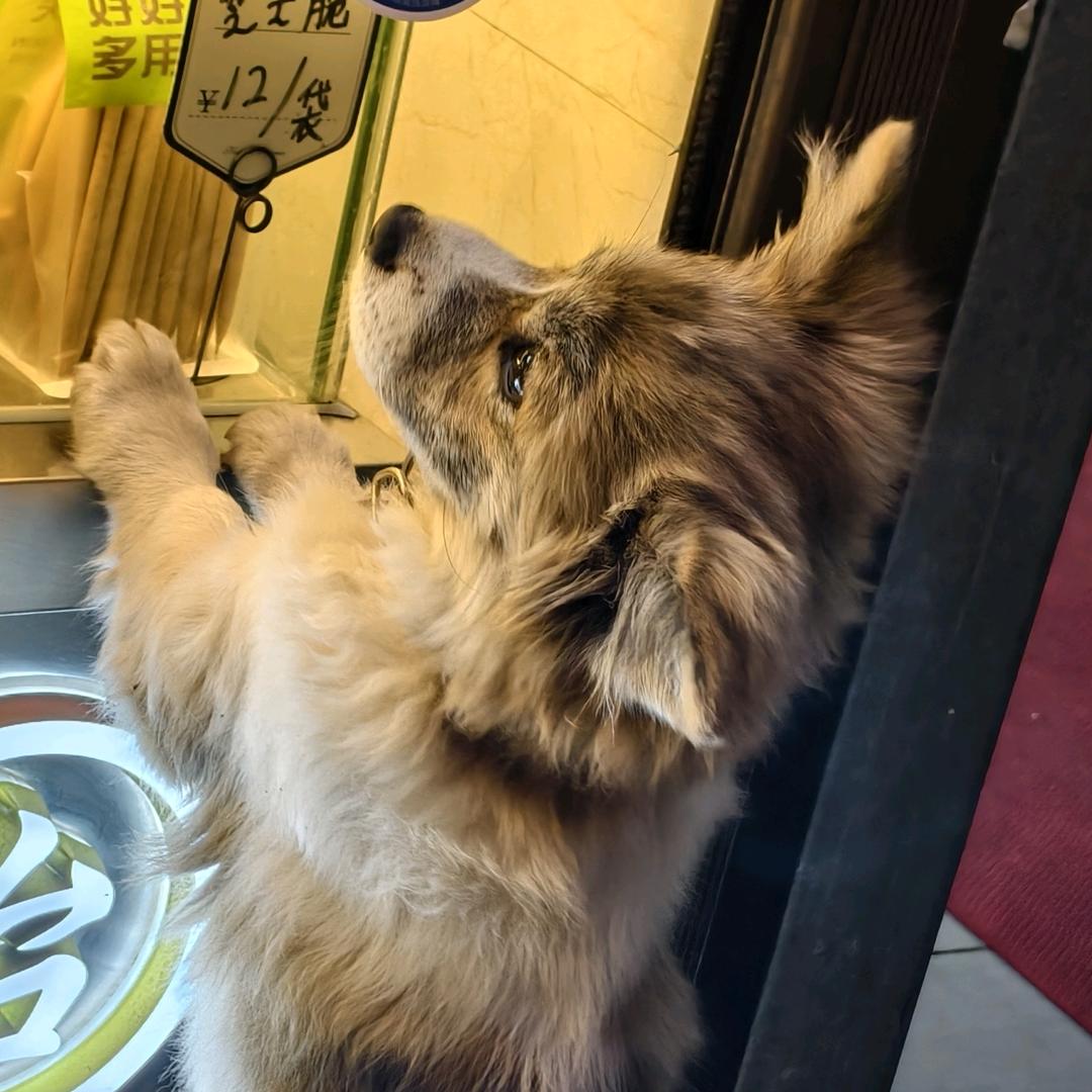 肉包子