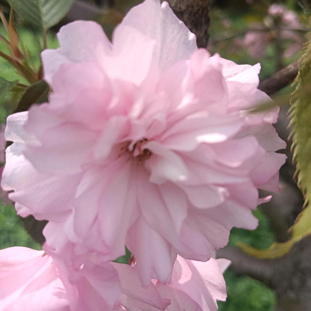 梅