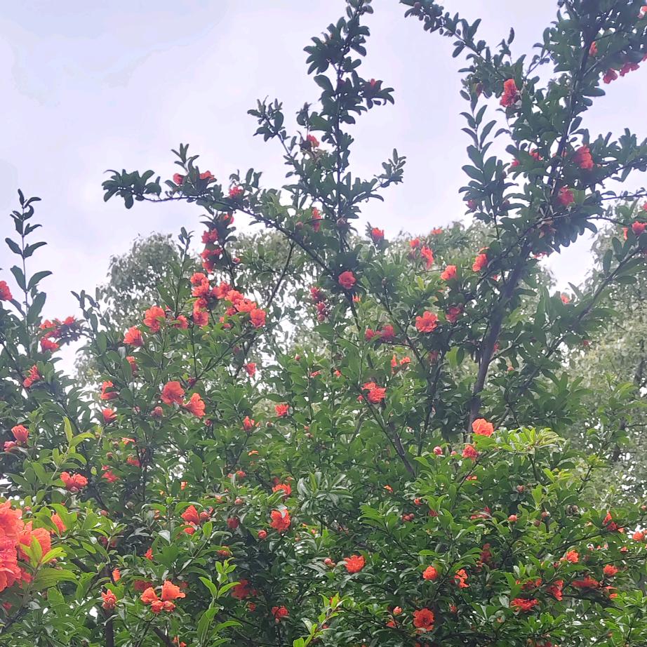 石榴花