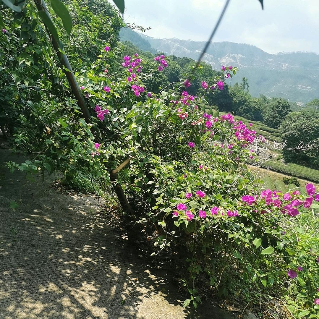 虎妞