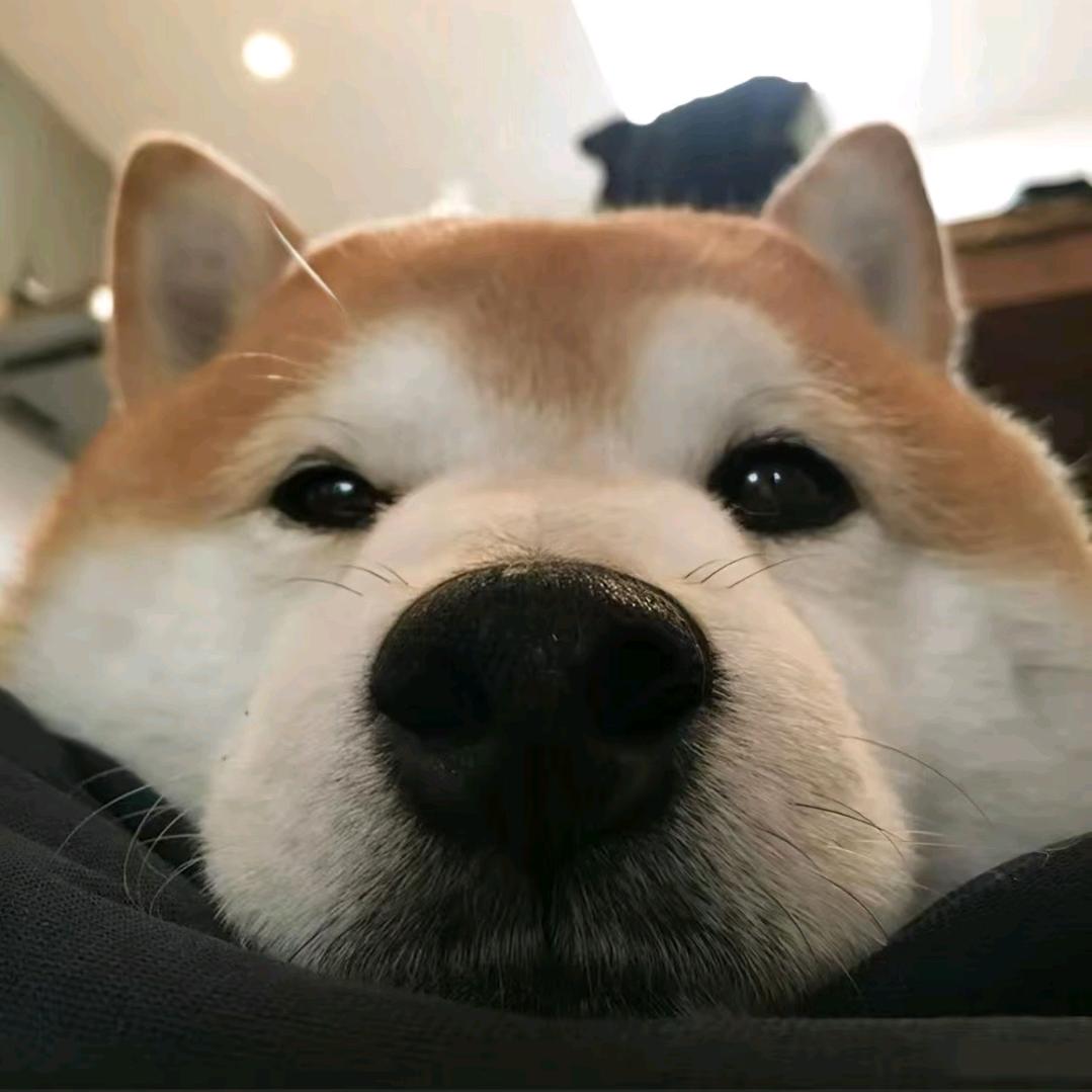 枯叶蝶