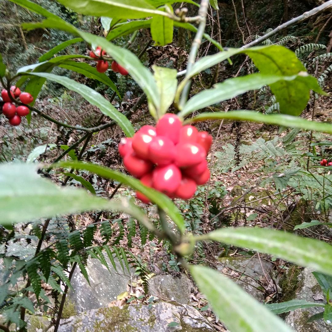 铙❤❤❤❤❤❤艳