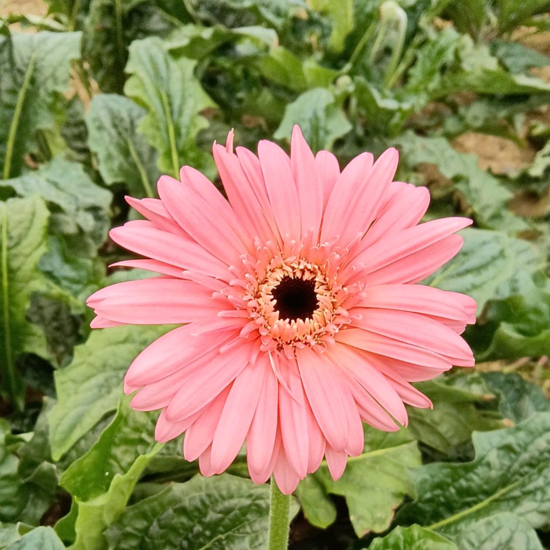 🌹🌹小燕子🌷🌷