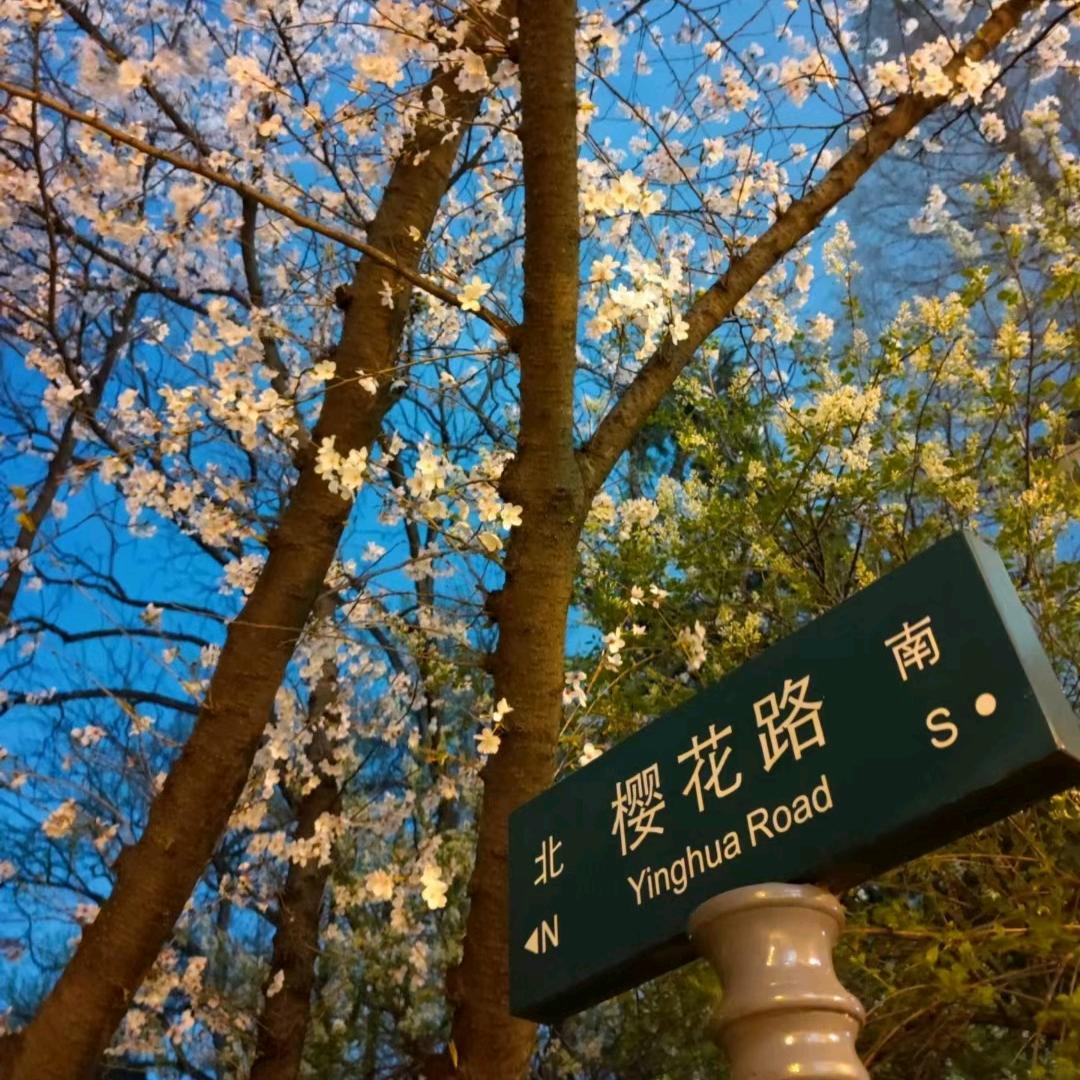 菲姐