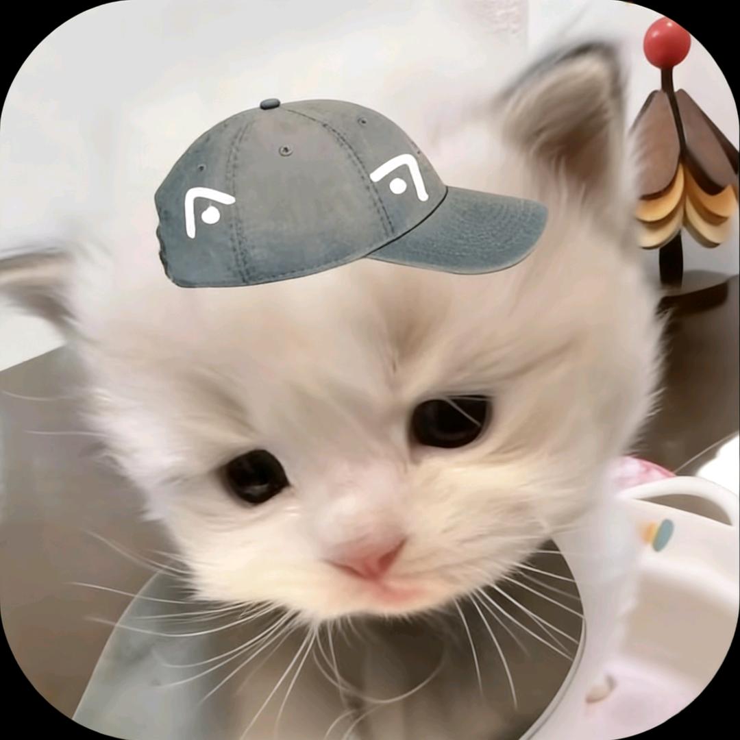 1+（茶宝的专属Puppy）