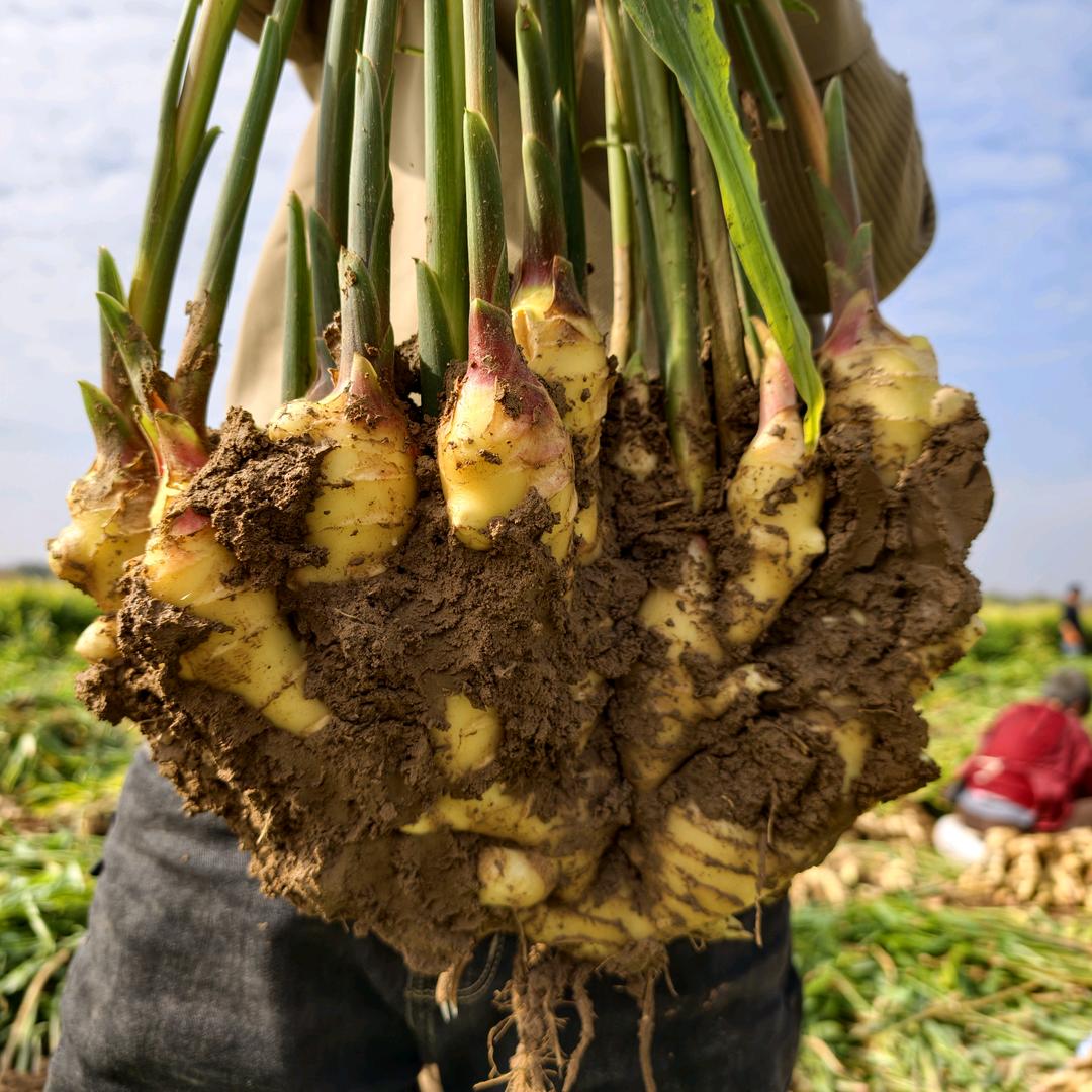淇家自种农家小店