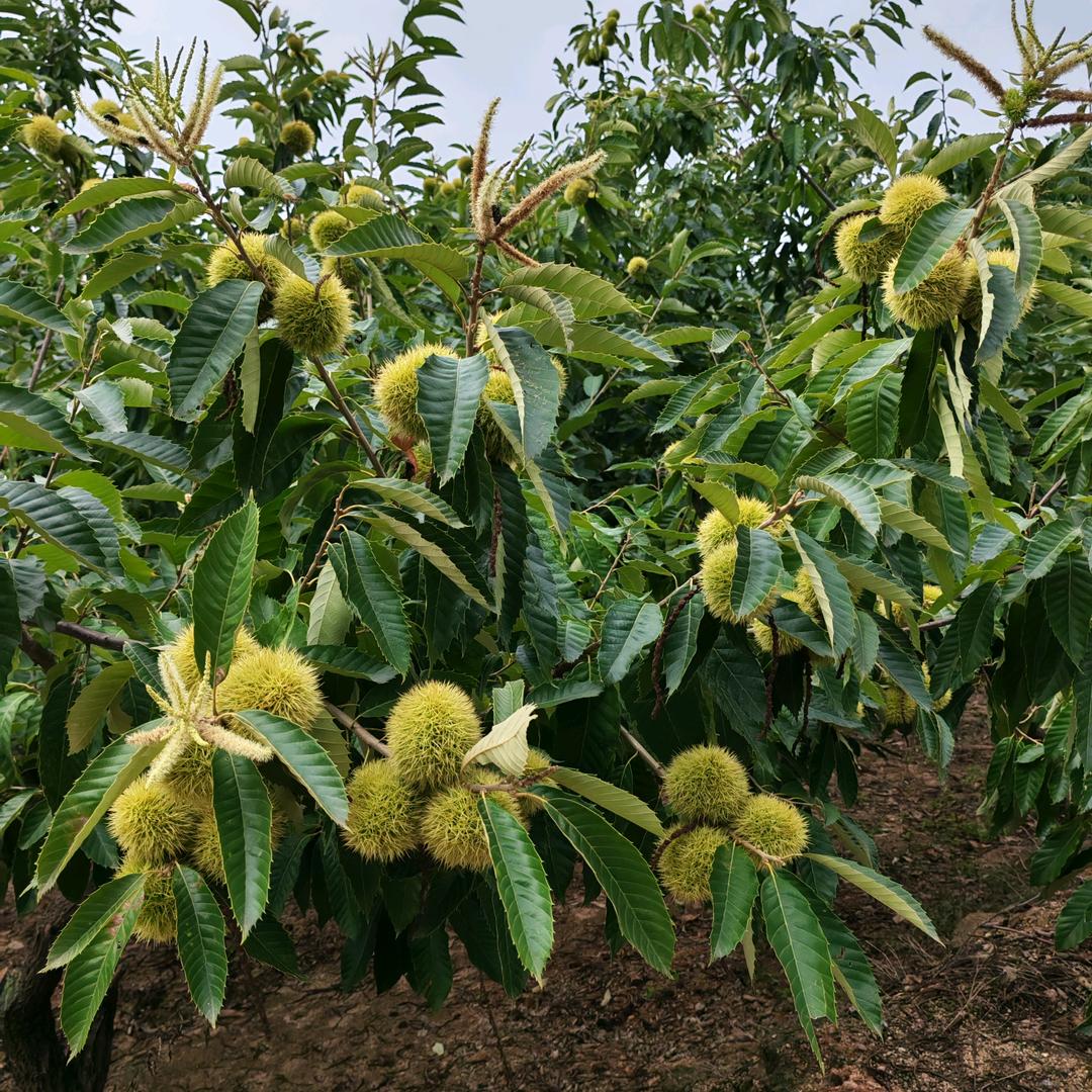 柴姐