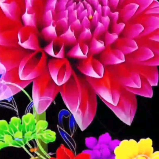 杜娟花开