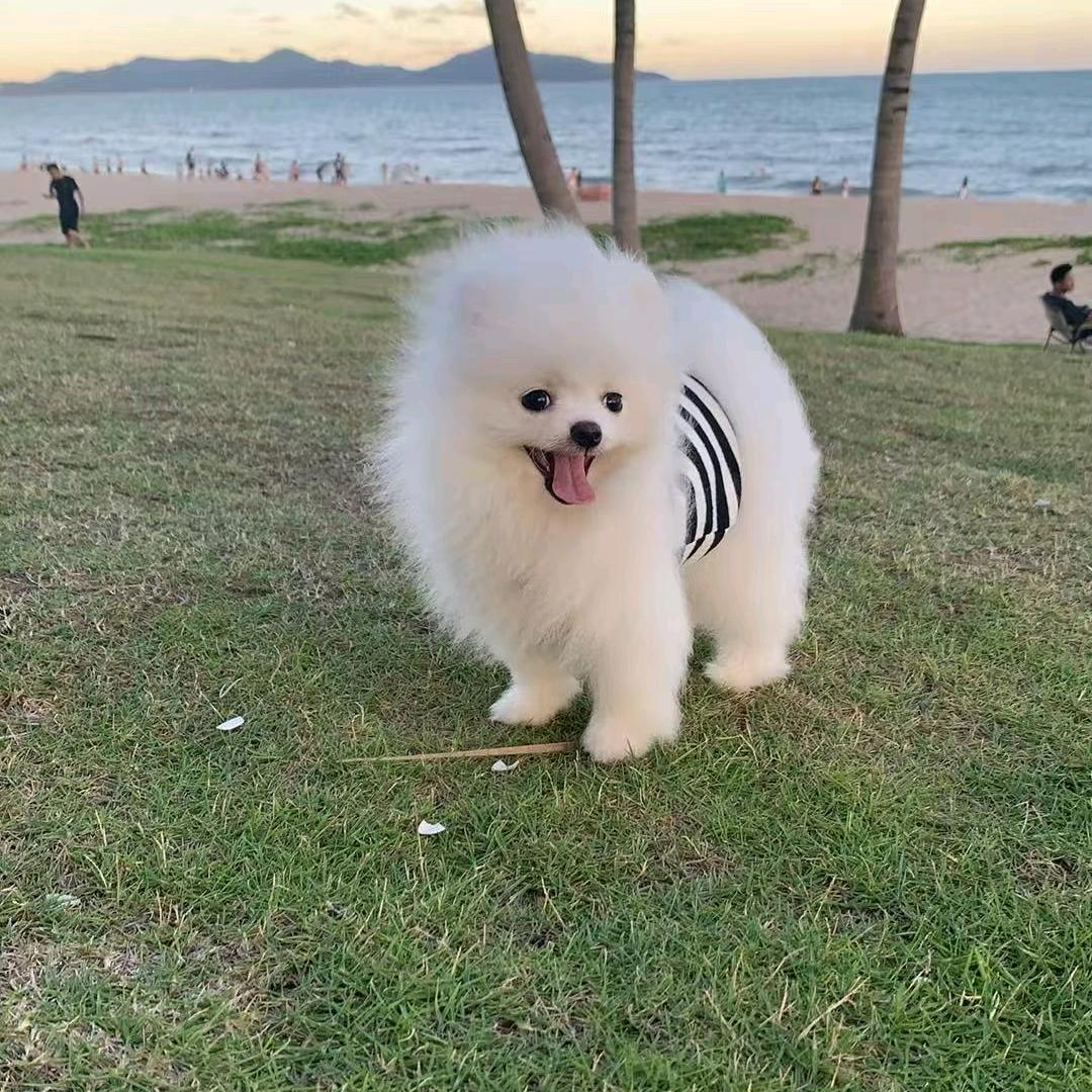 GO哥首宠官方号