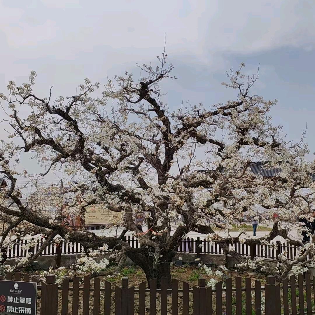 随心
