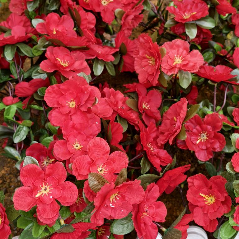 花仙草