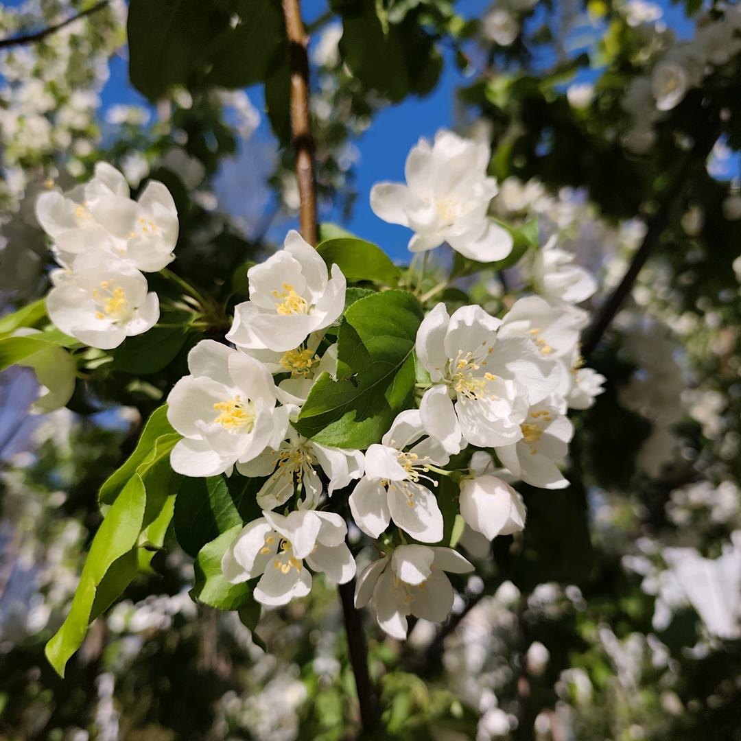 爱吃西兰花和大蒜