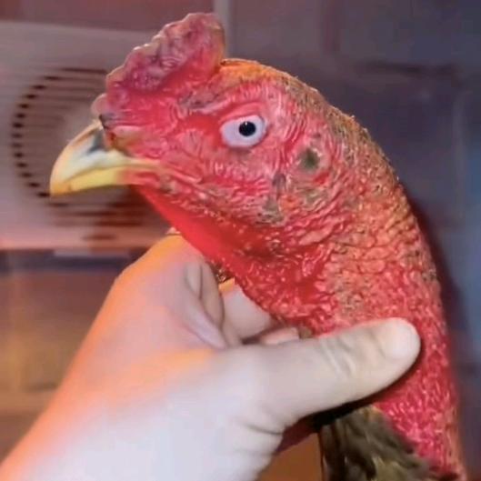 毕节青龙山斗鸡养殖