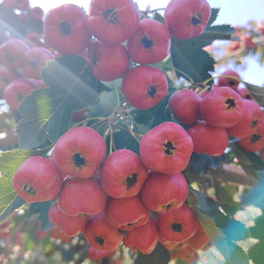 甜红子山楂批发---山东鲁能泰山