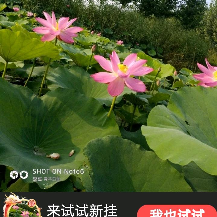 自由飞翔