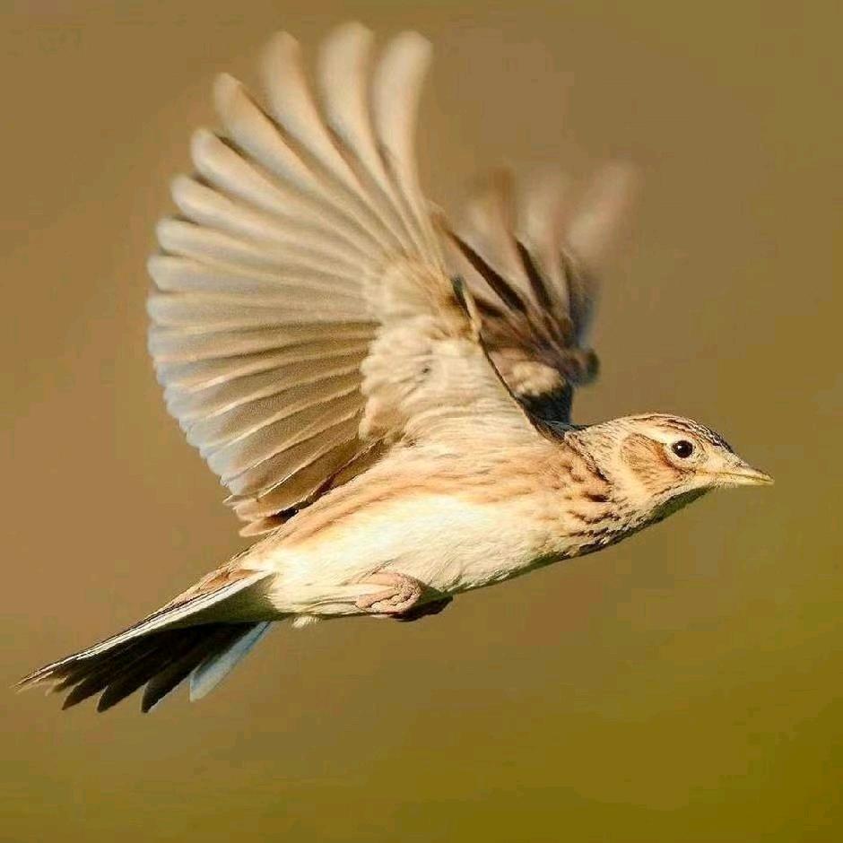 💪💪💪天高任鸟飞👍👍👍