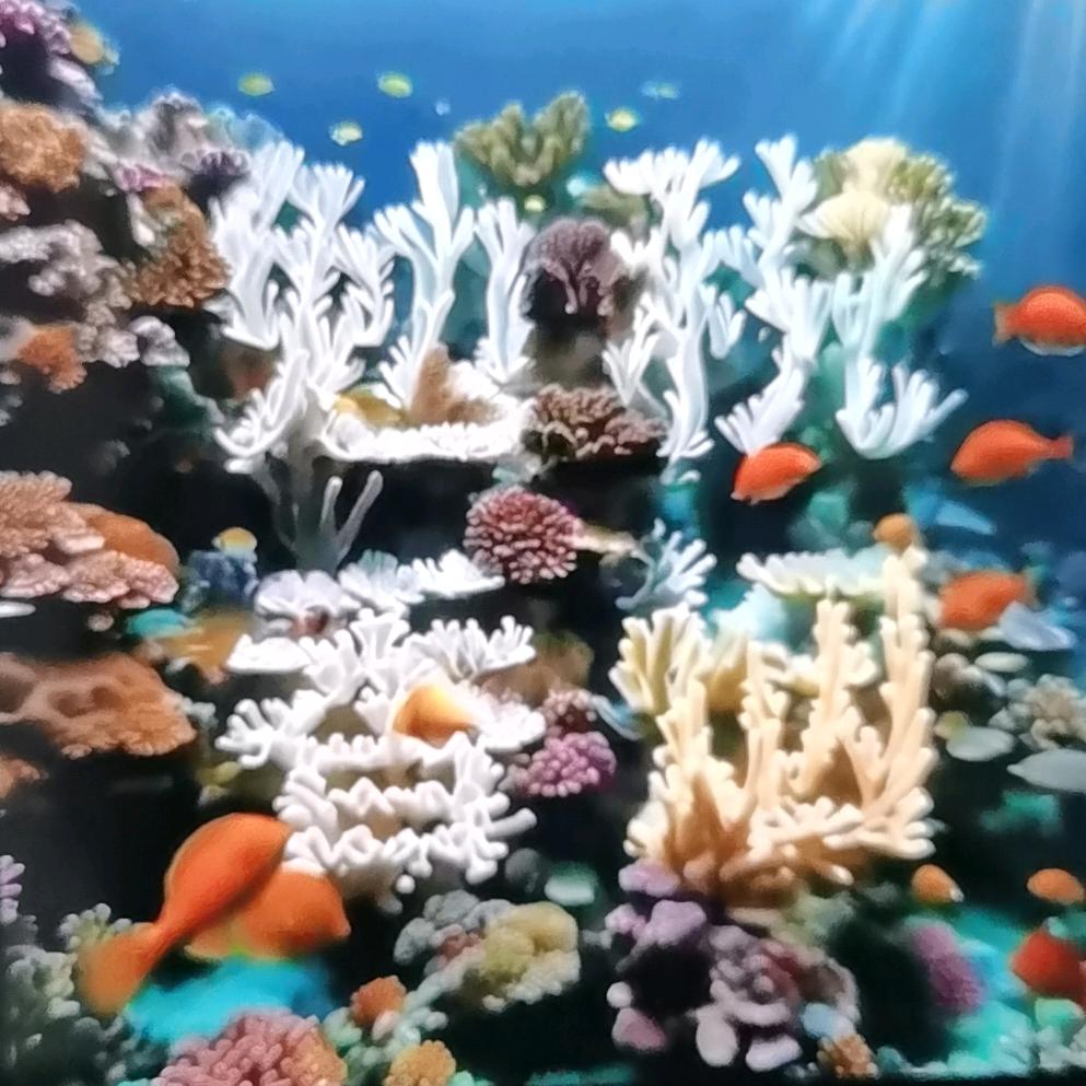 一颗大花菜