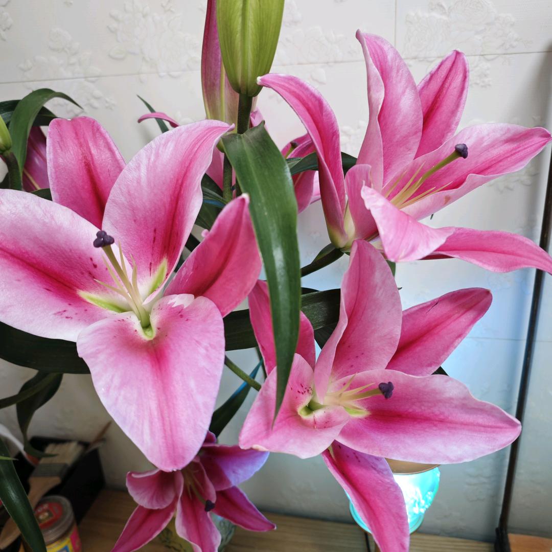 春暖花开朱朱甄选