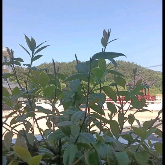 红
