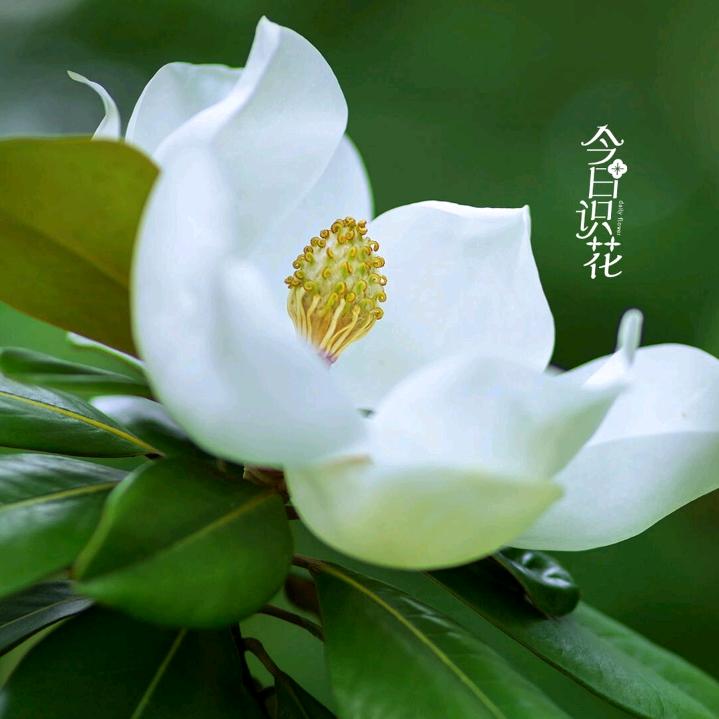 卟离&卟弃