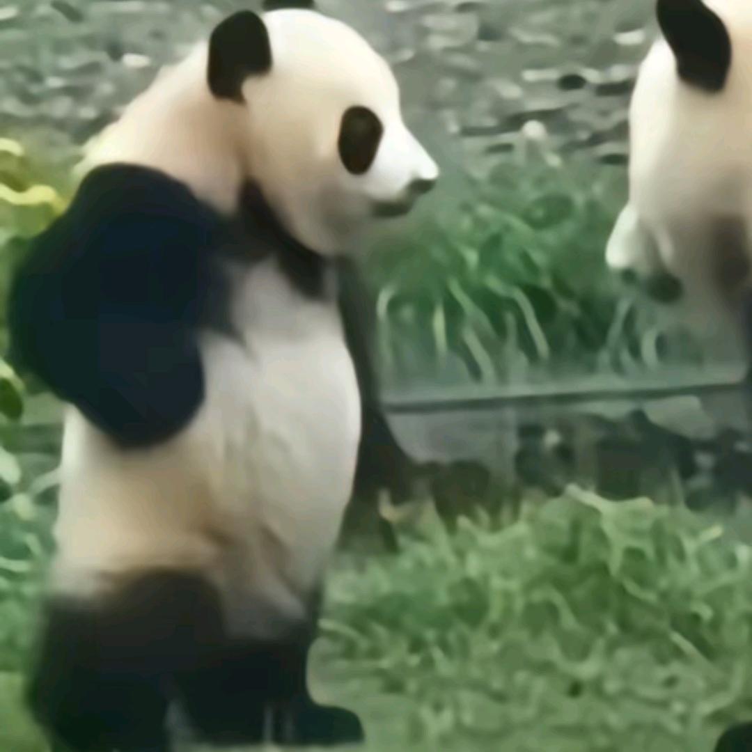 小闪有点呆