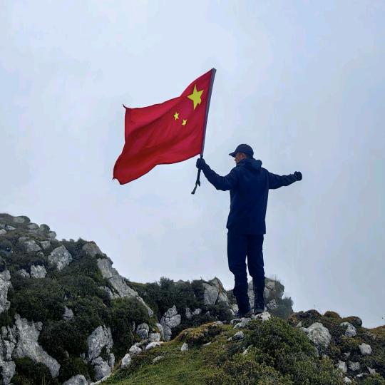 杜树