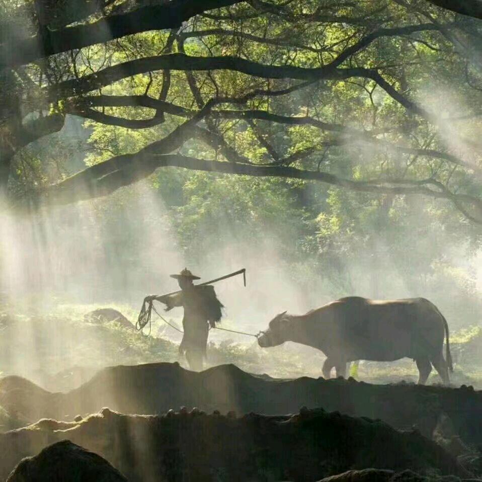 随缘🌹🌹🌹🧡ྀི💛ྀི❤️ྀི